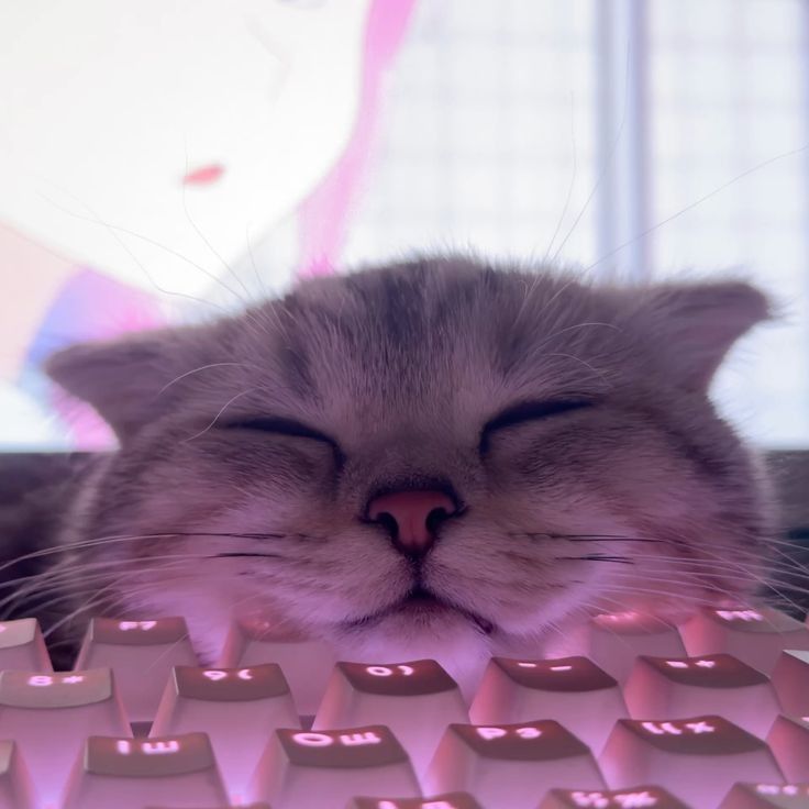 Sleeping cat resting on a keyboard